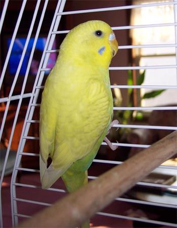 TangoJuly312006-2.jpg