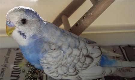 newblueaug312006-3.jpg