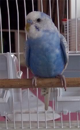 newbluesept12006-3.jpg
