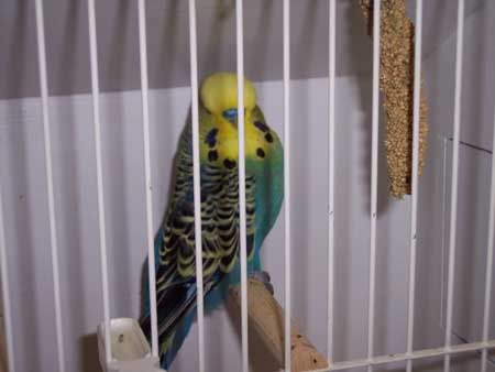 Oct122007budgie11.jpg