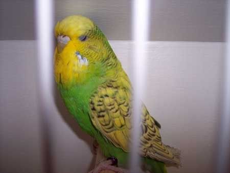 Oct122007budgie3.jpg