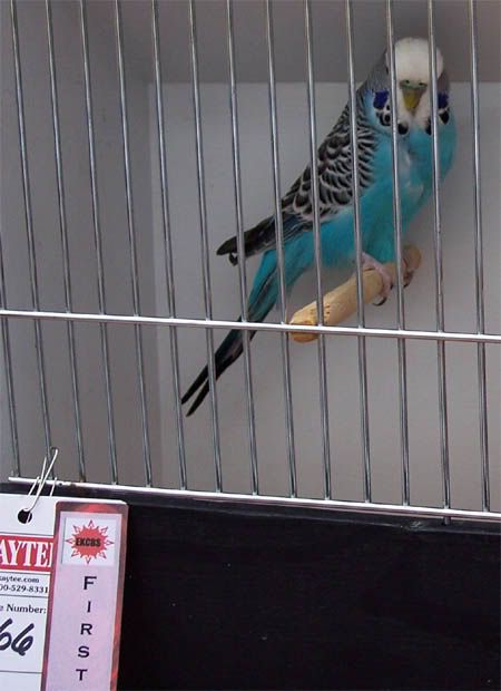 Bluebudgie-babyshow2006-first.jpg