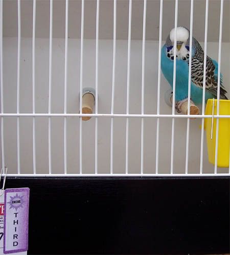 Bluebudgie-babyshow2006-third.jpg