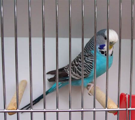 Bluebudgie-babyshow2006.jpg