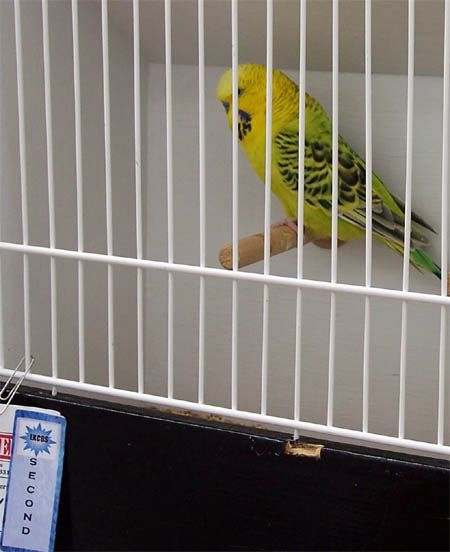Greenbudgie-babyshow2006-second.jpg