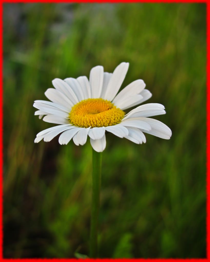daisy-border.jpg