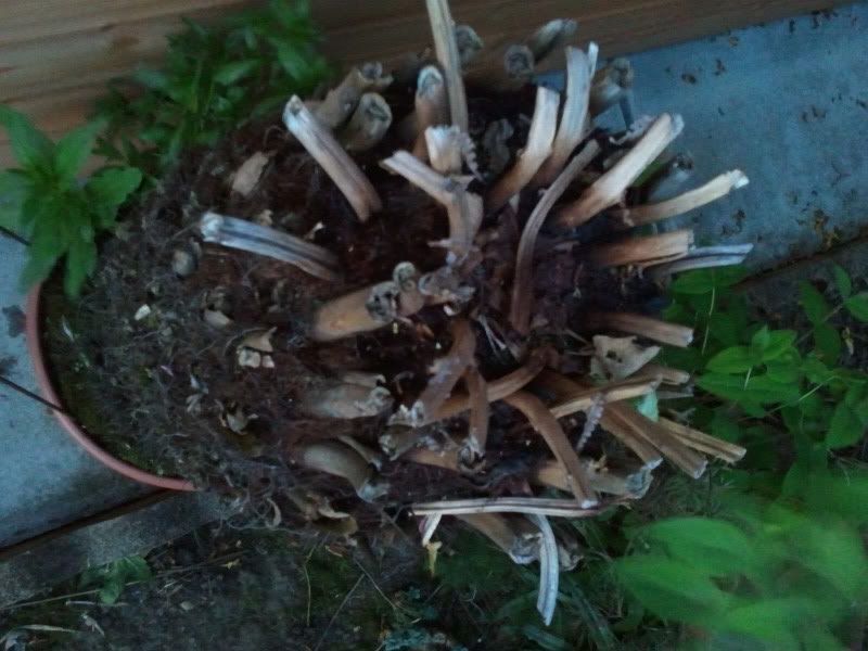 Found some tree ferns are they dead? Hardy Tropicals UK