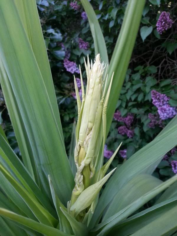 Cordyline Flower??? Cut if off or keep, Vote in the poll.... Hardy