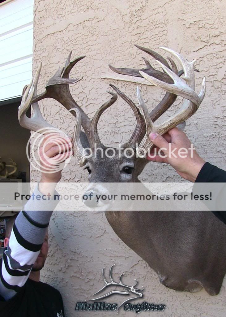 coues deer sheds
