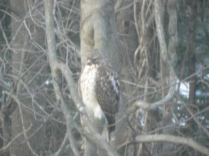 red tailed hawk