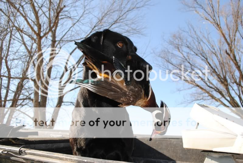 photo sprigwithduck.jpg