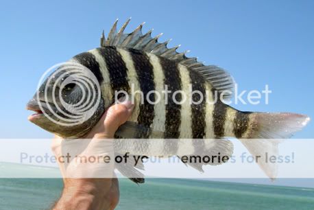 http://i31.photobucket.com/albums/c372/SnookMook/FSFSheepshead2.jpg